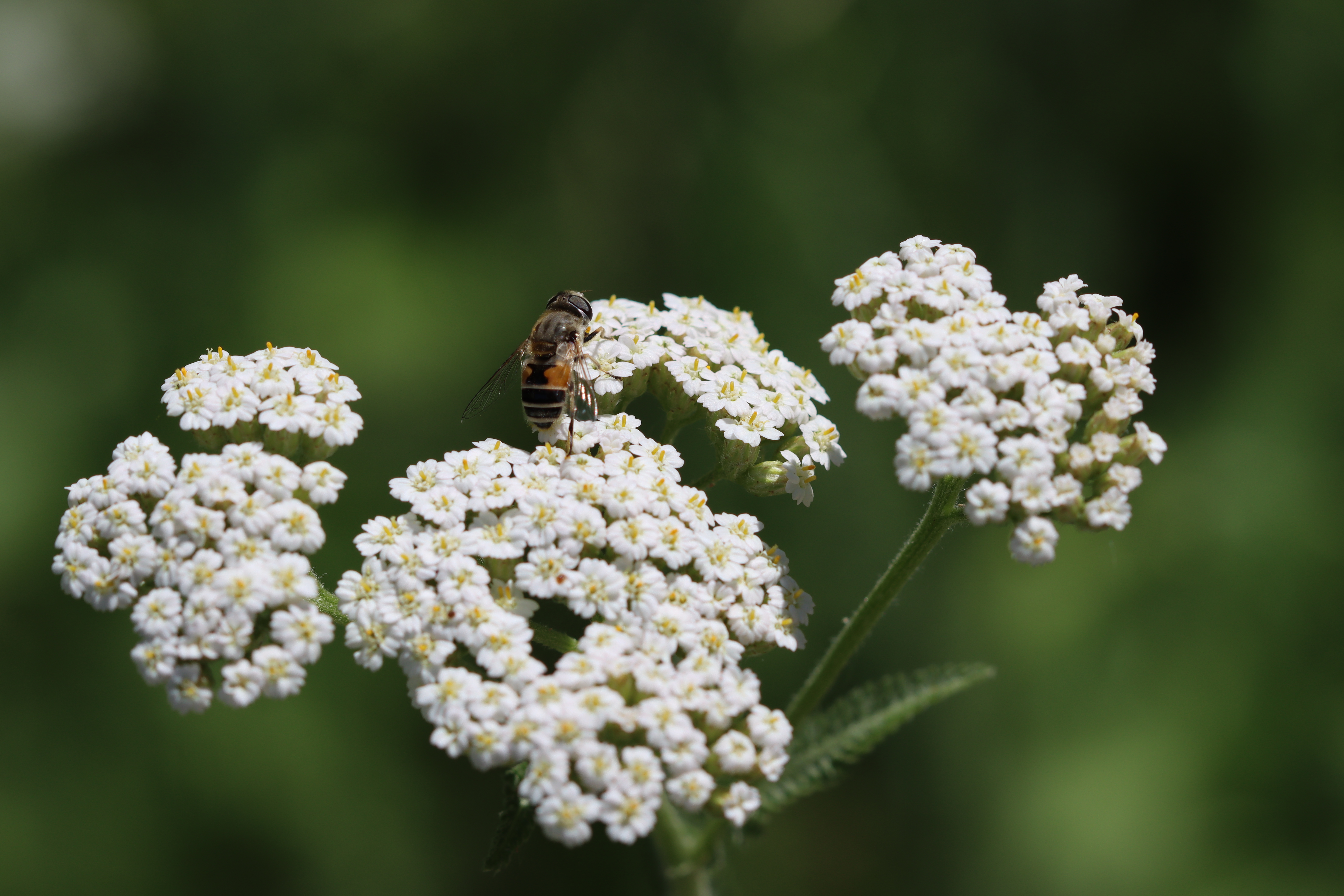 Plant Image